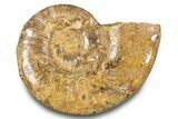 Jurassic Ammonite (Euaspidoceras) Fossil - Madagascar #283376-1